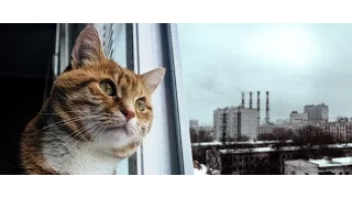 Смешные коты!!! Подборка Funny cats, Прикольные, ржачные, веселые коты,кошки ,котята(CatsLIVE)