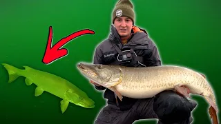 TOO HEAVY TO LIFT!!! (BIG Live-Bait For GIANT MUSKY!)