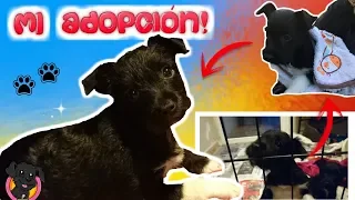 Te explico CÓMO fué la ADOPCIÓN de MI PERRITA CACHORRO Lana