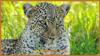 Leopard with a Kill || Masai Mara || Wild Extracts