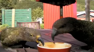 COFFEE WITH KEAS - KEA - ARTHURS PASS - NEW ZEALAND