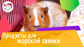 6 полезных продуктов для морской свинки