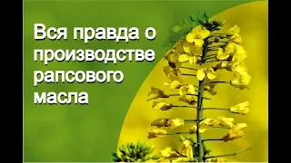 РАПСОВОЕ МАСЛО. ВСЯ ПРАВДА О ПРОИЗВОДСТВЕ.