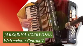 Jarzębina czerwona - Accordion Weltmeister Cantus V