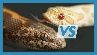 Sand Boas VS Hognose Snakes: Which Make Better Pets?