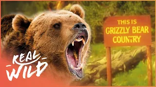 Unbelievable Bear Attack Survivors | Human Prey | Real Wild