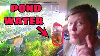 Can You Just Add Local Pond Water to Your Aquarium? Risks vs Benefits. Speed Cycle Your Fish Tank?