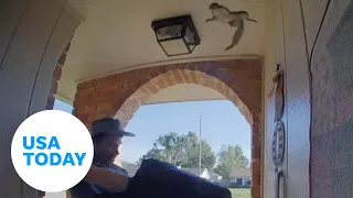 Wild squirrel launches, flies into home as door opens for pizza delivery | USA TODAY