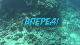 Подводный мир красного моря. Египет. Хургада. Подводная экскурсия