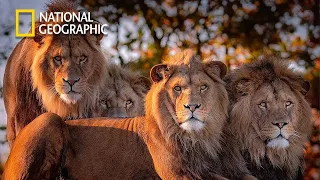 Africa's Hunters - Lion Pride Documentary | National Geographic Documentary 2023