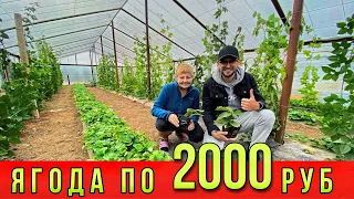 Ягода по 2000 руб