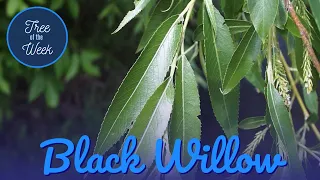 Tree of the Week: Black Willow