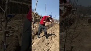 Trimming / pruning of newly planted M9 rootstock plant