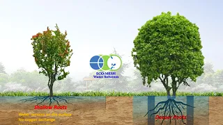 Deep Root Watering VS Surface Watering B2