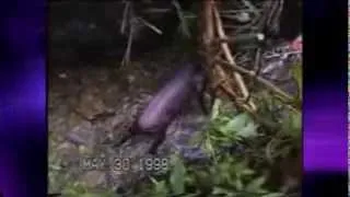 One of the Rarest Most Endangered Animals in the World Caught on Camera