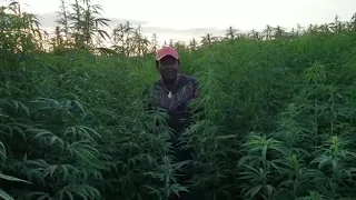 Narok Senator Ledama Ole Kina in his Marijuana farm wants weed Legalised in Kenya.