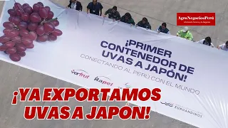 Perú por fin exporta uvas de mesa a Japón, primer contenedor salió de Piura