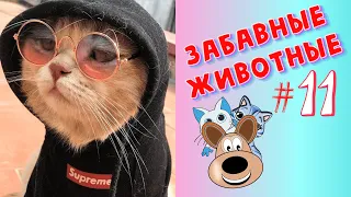 Смешные Животные / Приколы 2020 / Приколы Животные /Приколы с Животными / Лучшие Приколы #11