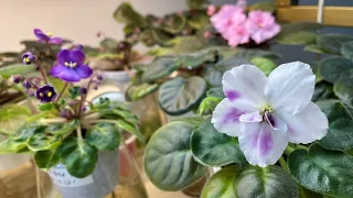 Gray Turtle Violets in October 2021 - First Blooms