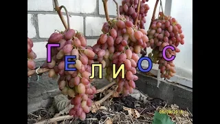 Виноград Беларуси, Лидчина . Сорт винограда -Гелиос.( Аркадия розовая.)