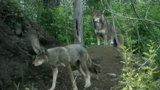 Red Wolf Pups and Parents at Play