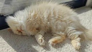 Is Fat Boy the most relaxed Himalayan Persian Cat?!