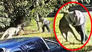 Kangaroo Attacks Man in Australia