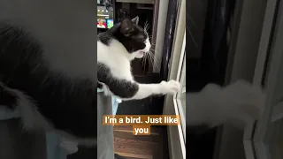 Cat making Bird Noises