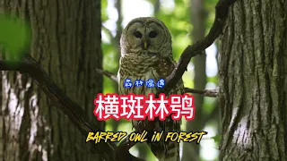 Barred Owl in Forest  林中偶遇横斑林鸮