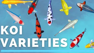 Koi varieties - How to identify the koi in your pond