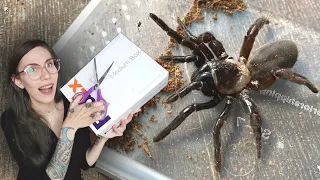 UNBOXING the ANGRIEST Trapdoor Spider I've ever met!