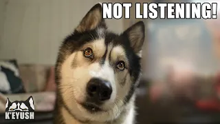 He SMACKS Me! My Husky Doesn’t Want Me To Tell You Something!