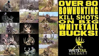 OVER 80 BOWHUNTING KILLS, ALL BIG WHITETAIL BUCKS, ALL 100% WILD