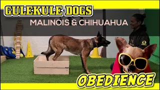 Obedience With My Malinois And Chihuahua
