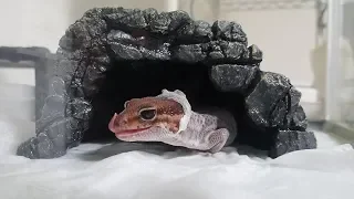 ニシアフリカトカゲモドキの脱皮 African Fat-Tail Gecko Shedding