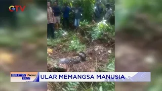 GEGER! Petani Wanita di Jambi Dimangsa Ular Piton saat Sadap Getah Karet #BuletiniNewsPagi 26/10