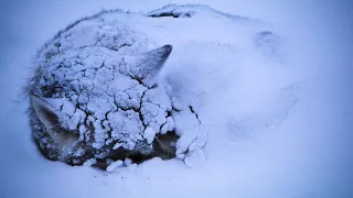 💥Спасение дикого животного! Трогательное видео! До слёз!