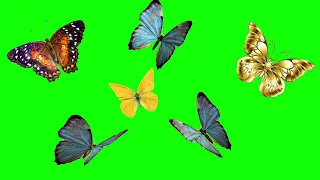 Green screen flying butterfly 🦋. Chroma key letayushchie babochki .