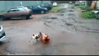 Dog with two-litre overinflated bottle explosion but perfectly cut off