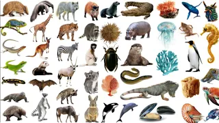 200 nombres de animales en inglés.- 200 English animal names | Aprender-inglés