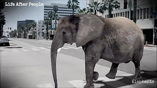 Life After People - Elephants