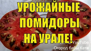 Урожайные сорта томатов которые я посеяла для теплиц и открытого грунта на Урале. часть 2