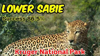 Kruger National Park, South Africa I Lower Sabie I EPIC Leopard sighting!