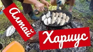 Дикая кухня - Жарим Хариуса на Рыбалке в Горном Алтае на Oзере Тальмень