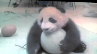 Панда жадина очень смешно