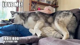 Giant Husky Won’t Stop Trying To Sit on His Nan!