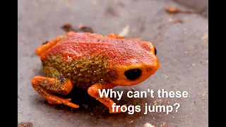 Why can't these frogs jump?