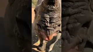 rhinoceros 🦏 want's to drink water