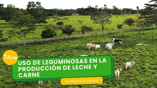 Uso de leguminosas en la producción de leche y carne- TvAgro por Juan Gonzalo Angel Restrepo