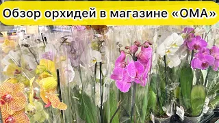 Обзор новых орхидей в магазине "ОМА" Польские орхидеи JMP